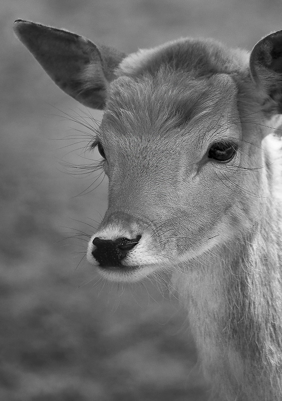 24 Tiere-Tierpark-Solingen-D34_8348.jpg